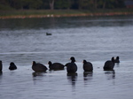 FZ031708 Moorhens.jpg